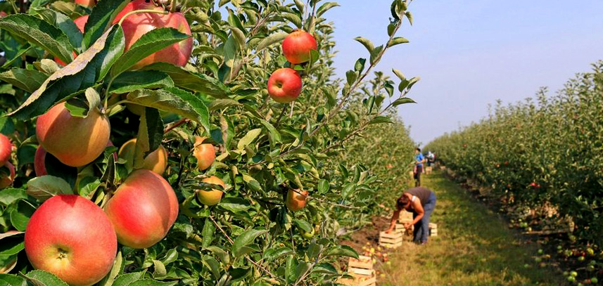 昭通苹果种植技术指导基地