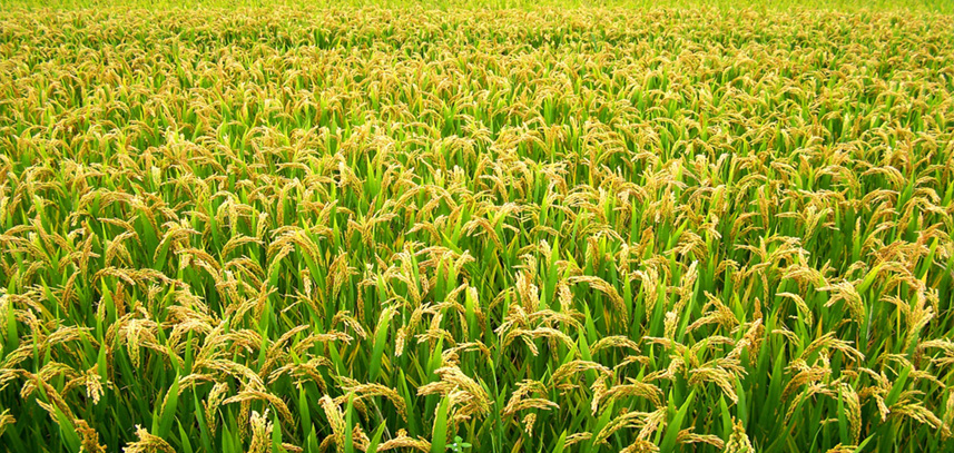 水稻种植技术指导
