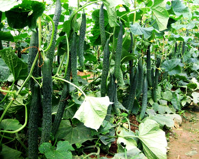 黄瓜种植技术指导