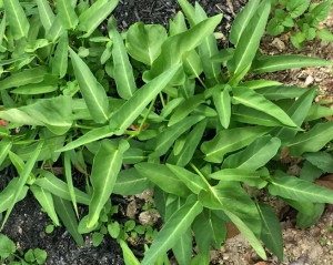 邵阳富硒空心菜