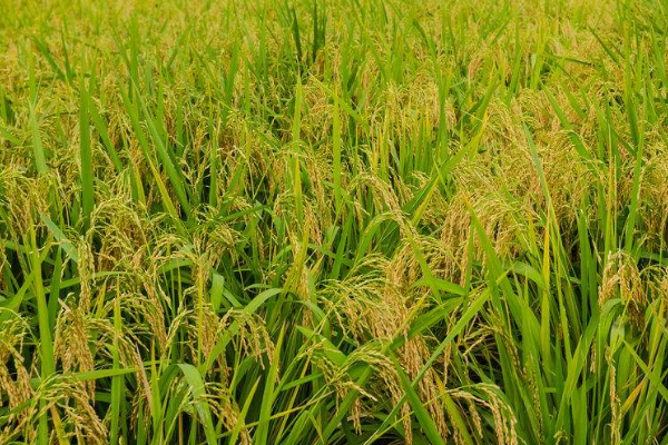 富硒水稻种植